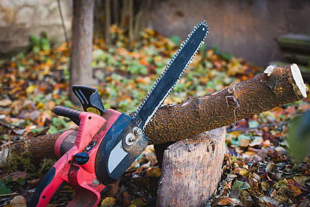 Tree Stump Grinding and Removal